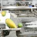 Mango Hot Water Treatment Plant for Fruit Processing
